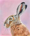 Hare VI