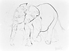 Elephant Study XIX