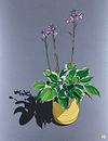Hosta