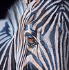 Zebra III