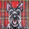 Scottie