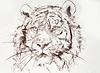 Tiger Study III