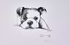 The Bulldog