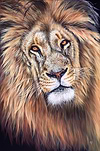 King of the Jungle III