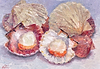 Scallops