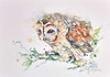 Tawny Owl