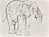 Elephant Study XXIII