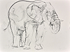 Elephant Study XXIII