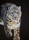Snow Leopard Stalking