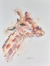 Thorncroft's Giraffe
