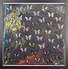 Fantasia (Butterflies)