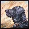 Black Labrador in Reeds