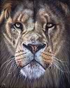 Lion II