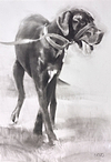 Handsome Boy (Great Dane)