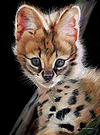 Serval Kitten II