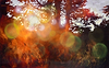 Light Flares