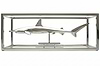 Hammerhead Shark