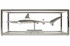 Hammerhead Shark
