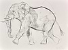 Elephant Study XXII