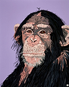 Cheeky Chimp II on Purple