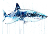 Great White I