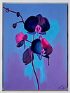 Black Orchid