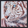 Snow Tiger (Framed)