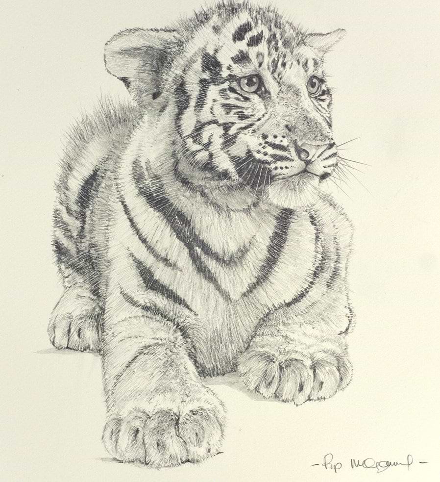 White Tiger Cub | Pip McGarry – Clarendon Fine Art