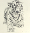 White Tiger Cub