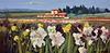 La Toscana fiorisce III