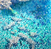 Shimmering Reflections