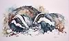 Badgers at Dusk