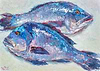 Black Seabass IV