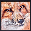 Focused II (Framed)
