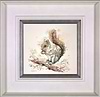 Grey Squirrel with Nut (Framed)