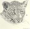 Shy Leopard Cub