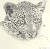 Shy Leopard Cub