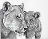 Lioness