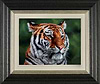 Eye of The Tiger (Framed)