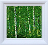 Emerald Wood (Framed)
