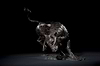 Bull Turning - 2007