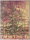 Golden Betula (Framed)