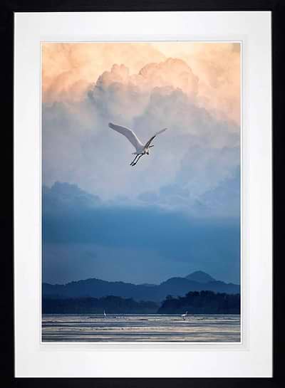 Flight of Fancy (Framed)