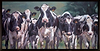 Pretty Maids all in a Row (Framed)