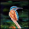 Fisher King (Framed)