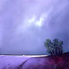 Fields of Lavender IV