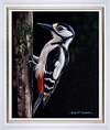 Great Spotted Woodpecker I (Framed)