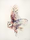 Soft and Silent Flight- Barn Owl