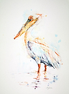 Great White Pelican