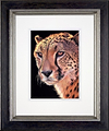 Cheetah (Framed)